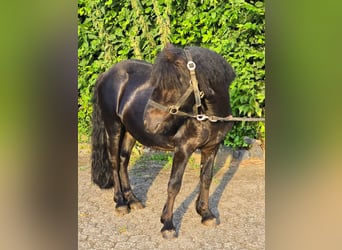 Shetland Ponies, Stallion, 3 years, 10.1 hh, Black