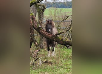 Shetland Ponies, Stallion, 3 years, 10.2 hh, Dun