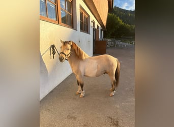 Shetland Ponies, Stallion, 3 years, 10 hh, Dun