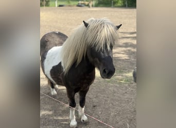 Shetland Ponies, Stallion, 3 years, 10,1 hh, Pinto