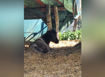 Shetland Ponies, Stallion, 3 years, 10,2 hh, Dun