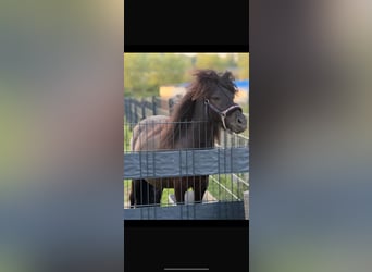 Shetland Ponies, Stallion, 3 years, 11,2 hh, Smoky-Black