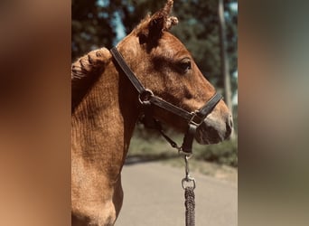 Shetland Ponies, Stallion, 3 years, 7.1 hh, Pinto