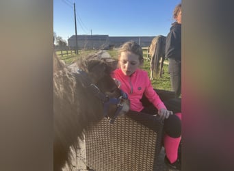 Shetland Ponies, Stallion, 3 years, 7.3 hh, Brown