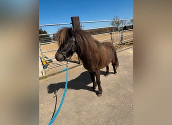 Shetland Ponies, Stallion, 3 years, 8.1 hh, Bay-Dark