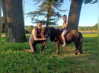Shetland Ponies, Stallion, 3 years, 8.1 hh, Black