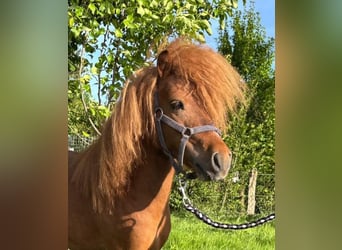 Shetland Ponies, Stallion, 3 years, 8,3 hh, Chestnut-Red