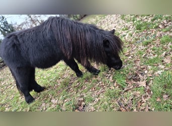 Shetland Ponies, Stallion, 3 years, 9,2 hh, Black