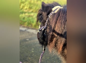 Shetland Ponies, Stallion, 3 years, 9,2 hh, Black