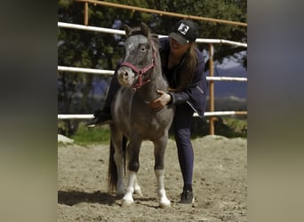 Shetland Ponies, Stallion, 3 years, 9.2 hh, Pinto