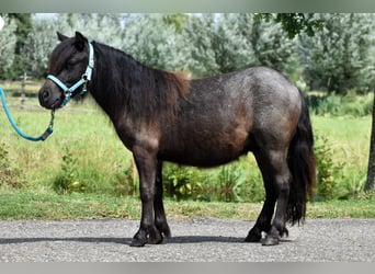 Shetland Ponies, Stallion, 3 years, 9,1 hh, Black