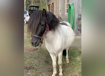 Shetland Ponies, Stallion, 3 years, 9,2 hh, Pinto