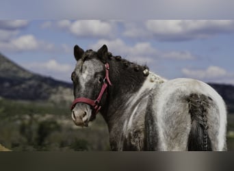 Shetland Ponies, Stallion, 3 years, 9,2 hh, Pinto
