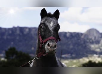 Shetland Ponies, Stallion, 3 years, 9,2 hh, Pinto