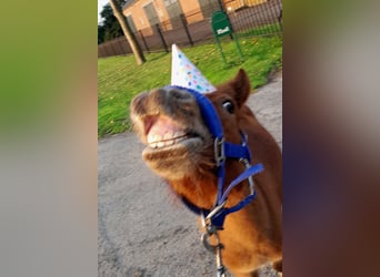 Shetland Ponies, Stallion, 3 years, Chestnut-Red