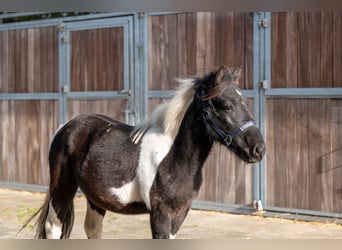 Shetland Ponies, Stallion, 3 years