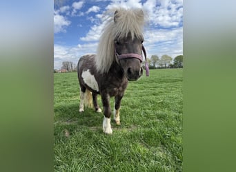 Shetland Ponies, Stallion, 3 years, Pinto