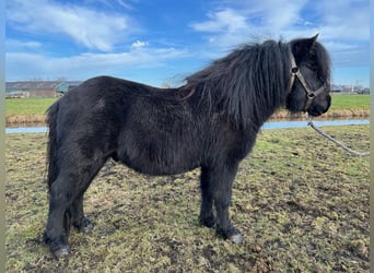 Shetland Ponies, Stallion, 4 years, 10 hh, Black