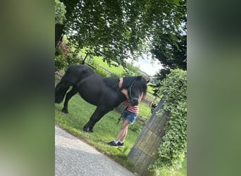 Shetland Ponies, Stallion, 4 years, 8,3 hh, Black