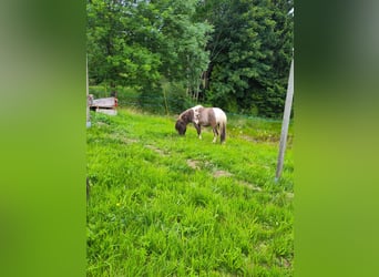Shetland Ponies, Stallion, 4 years, 9.1 hh, Tobiano-all-colors