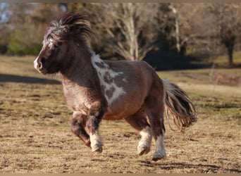 Shetland Ponies, Stallion, 4 years, 9.1 hh, Tobiano-all-colors