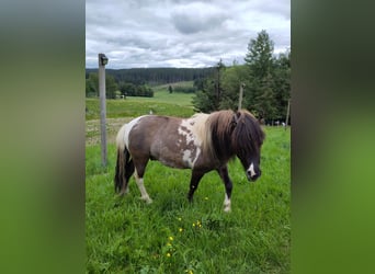 Shetland Ponies, Stallion, 4 years, 9.1 hh, Tobiano-all-colors