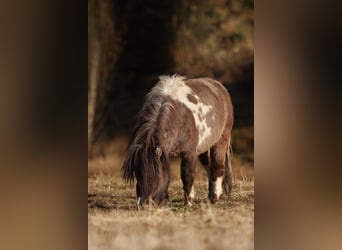 Shetland Ponies, Stallion, 4 years, 9.1 hh, Tobiano-all-colors