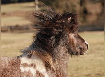 Shetland Ponies, Stallion, 4 years, 9.1 hh, Tobiano-all-colors