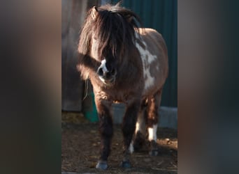 Shetland Ponies, Stallion, 4 years, 9.1 hh, Tobiano-all-colors