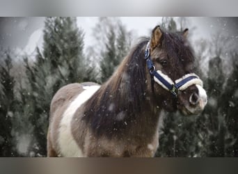 Shetland Ponies, Stallion, 5 years, 10.2 hh