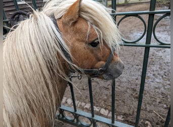 Shetland Ponies, Stallion, 5 years, 7.2 hh, Red Dun