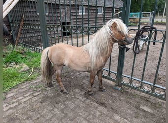 Shetland Ponies, Stallion, 5 years, 7.2 hh, Red Dun