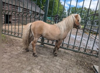 Shetland Ponies, Stallion, 5 years, 7.2 hh, Red Dun