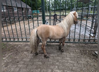 Shetland Ponies, Stallion, 5 years, 7.2 hh, Red Dun