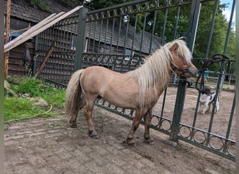 Shetland Ponies, Stallion, 5 years, 7.2 hh, Red Dun