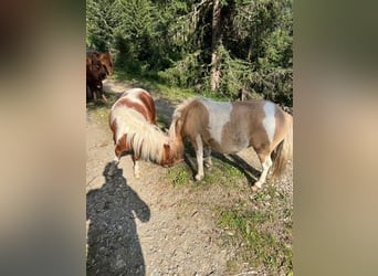 Shetland Ponies, Stallion, 5 years, 8,1 hh