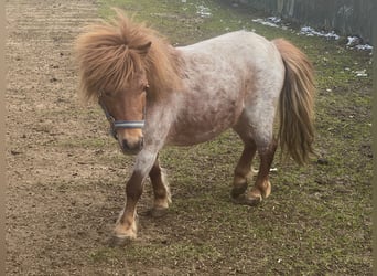 Shetland Ponies Mix, Stallion, 5 years, 8,3 hh, Chestnut