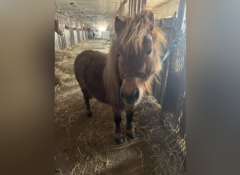 Shetland Ponies Mix, Stallion, 5 years, 8,3 hh, Chestnut