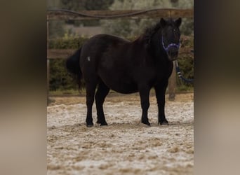 Shetland Ponies, Stallion, 5 years, 9.2 hh, Smoky-Black