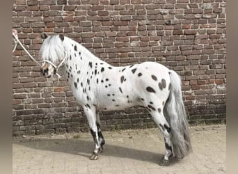 Shetland Ponies, Stallion, 5 years, 9 hh, Leopard-Piebald