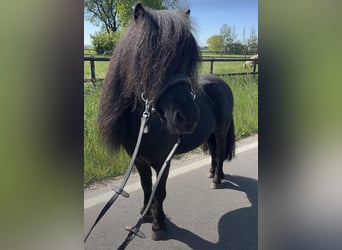 Shetland Ponies, Stallion, 5 years, 9,2 hh, Black