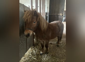 Shetland Ponies Mix, Stallion, 5 years, Chestnut