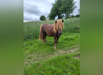Shetland Ponies, Stallion, 6 years, 10.1 hh, Chestnut-Red