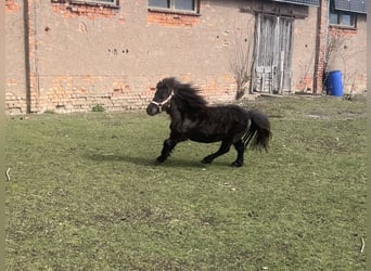 Shetland Ponies, Stallion, 6 years, 6.3 hh, Black
