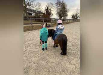 Shetland Ponies, Stallion, 6 years, 8.1 hh, Can be white