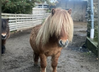 Shetland Ponies, Stallion, 6 years, 8.3 hh, Dun