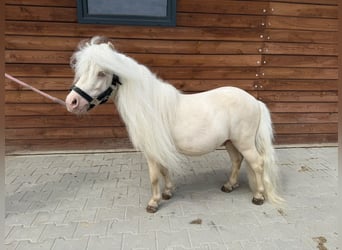 Shetland Ponies, Stallion, 6 years, 8 hh, Cremello