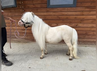 Shetland Ponies, Stallion, 6 years, 8 hh, Cremello