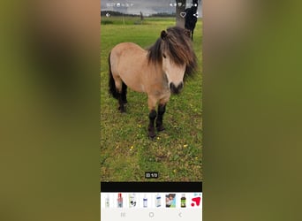 Shetland Ponies, Stallion, 7 years, 10,1 hh, Buckskin
