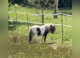 Shetland Ponies, Stallion, 7 years, 8 hh, Pinto